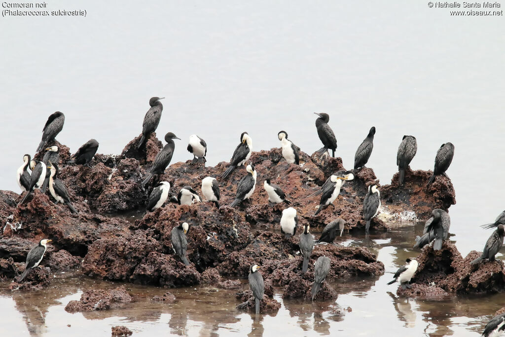 Little Black Cormorant, habitat