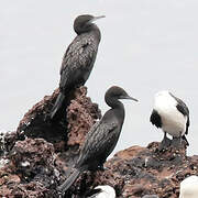 Little Black Cormorant