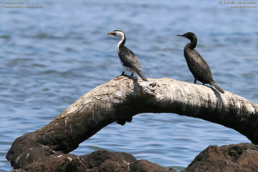 Little Black Cormorantadult, identification