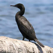 Little Black Cormorant