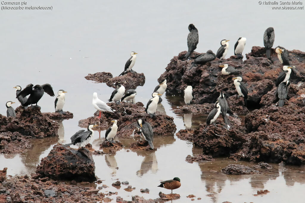 Little Pied Cormorant, habitat