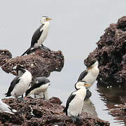 Little Pied Cormorant