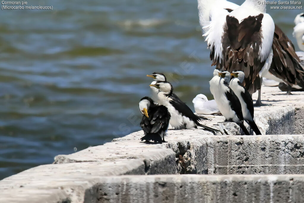 Little Pied Cormorantadult