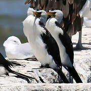 Little Pied Cormorant