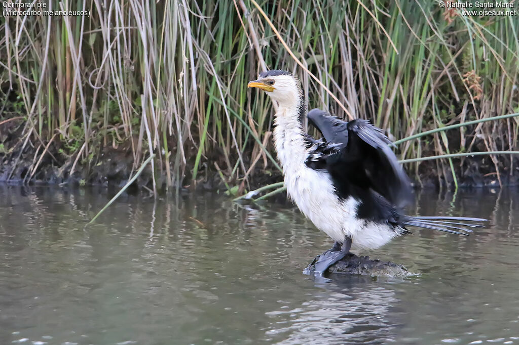 Little Pied Cormorantadult, identification