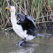 Little Pied Cormorant