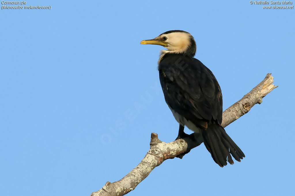 Little Pied Cormorantadult, identification