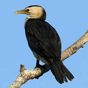 Little Pied Cormorant