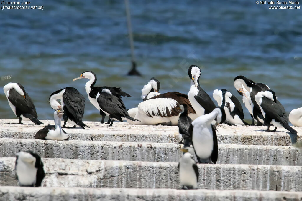 Cormoran variéadulte nuptial, identification