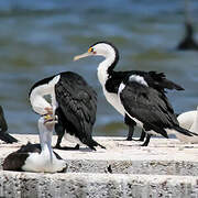 Australian Pied Cormorant