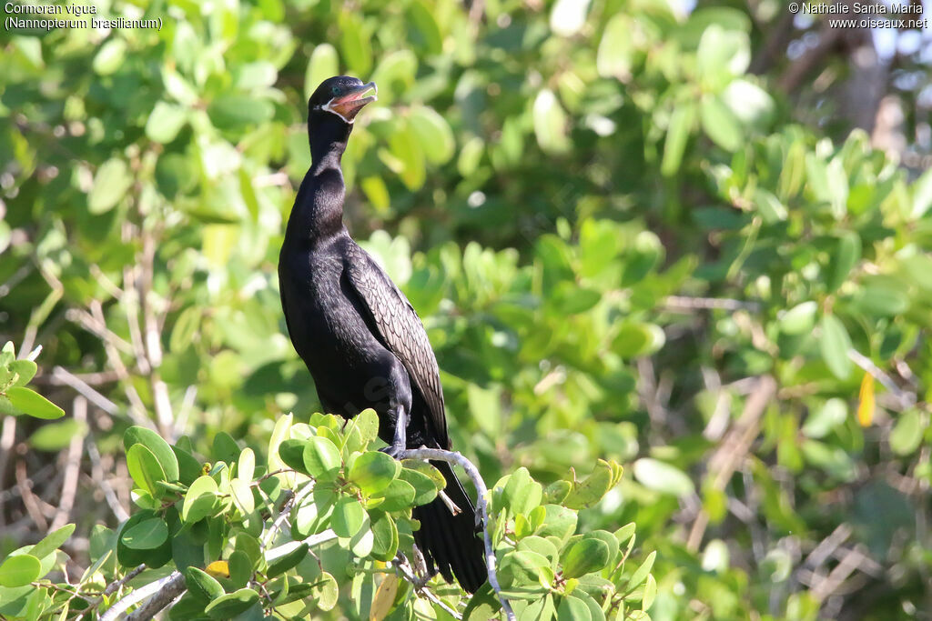 Cormoran viguaadulte nuptial, identification