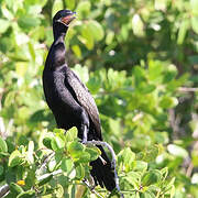 Neotropic Cormorant