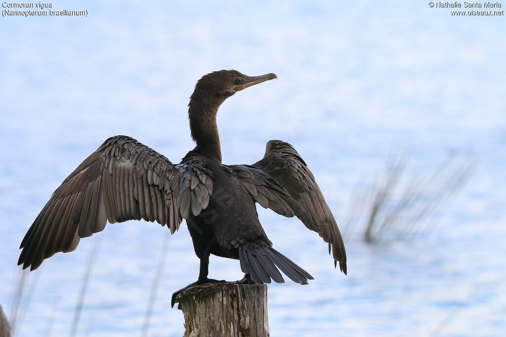 Cormoran viguaimmature, identification