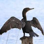 Neotropic Cormorant