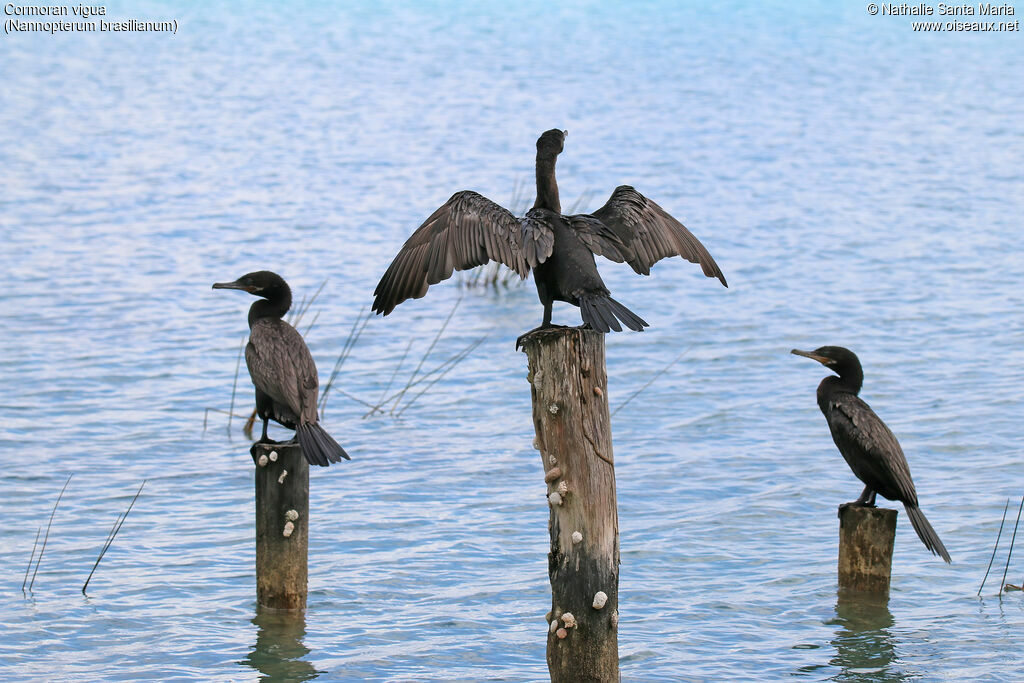 Cormoran vigua, habitat