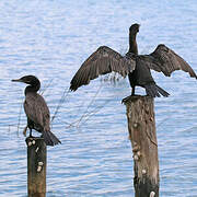 Neotropic Cormorant