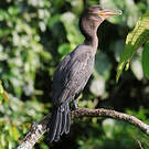 Cormoran vigua
