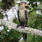 Cormoran vigua