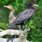 Cormoran vigua