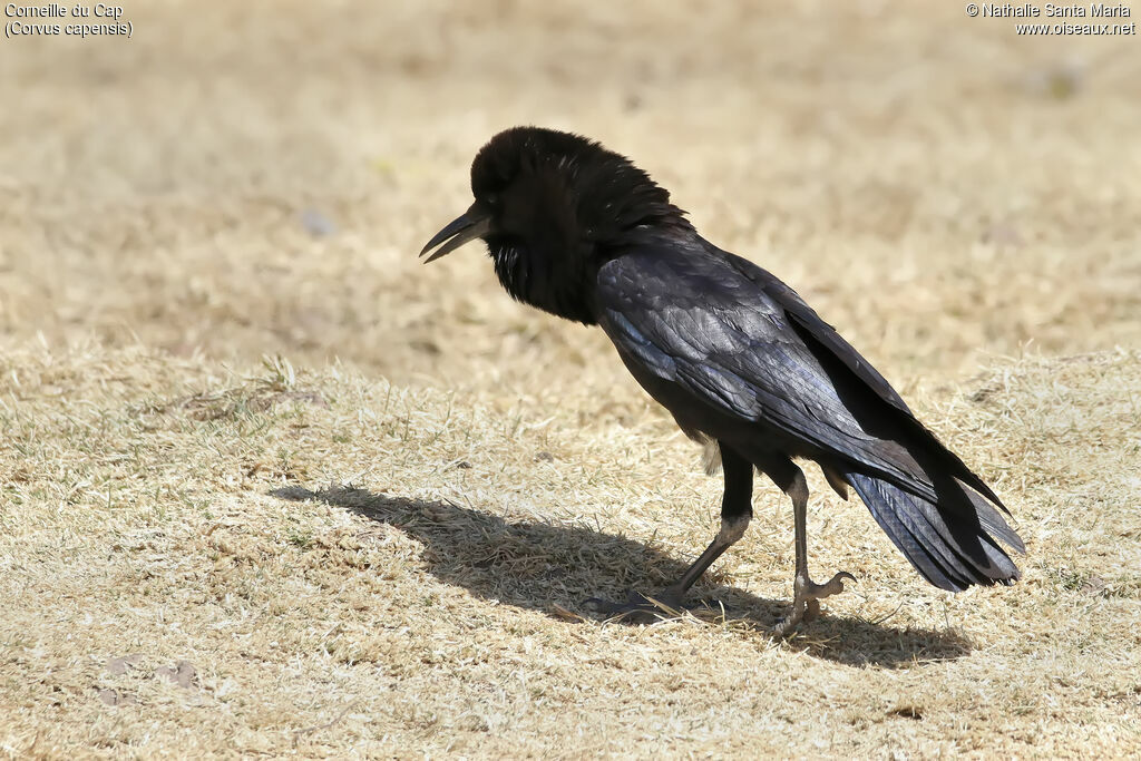 Corneille du Capadulte, identification, habitat, marche