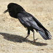 Cape Crow