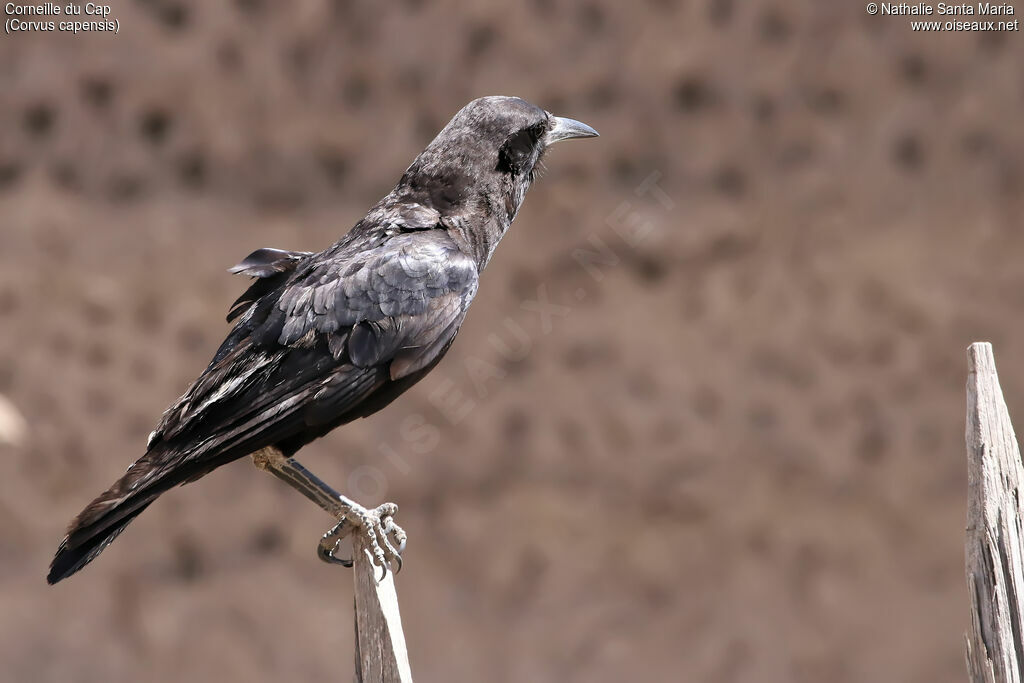 Cape Crowadult, identification