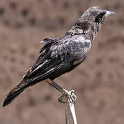 Cape Crow