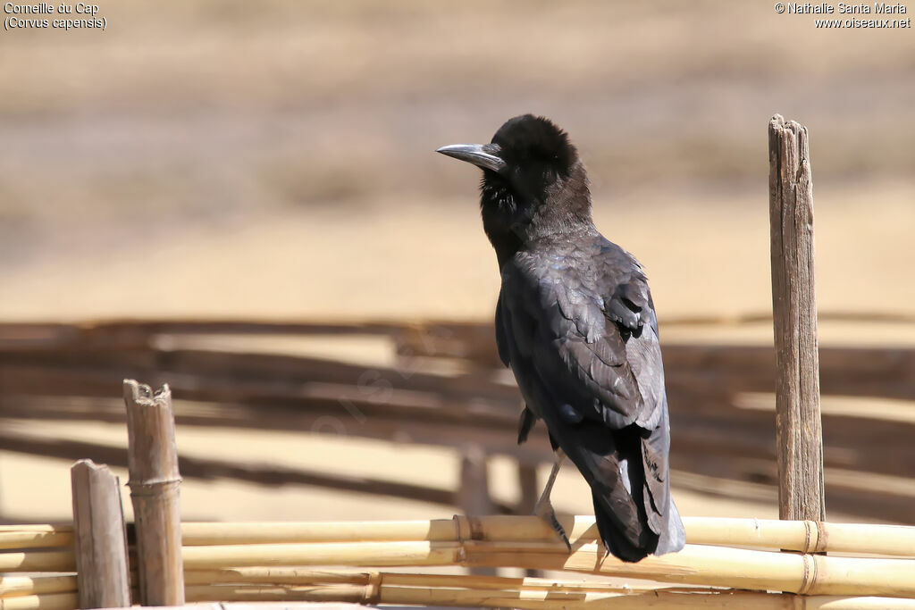 Cape Crowadult, identification, habitat