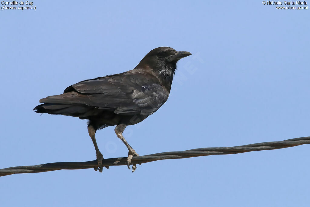 Cape Crowadult, identification