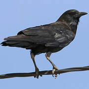 Cape Crow