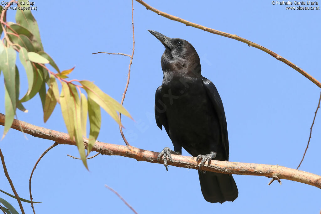 Cape Crowadult, identification, habitat