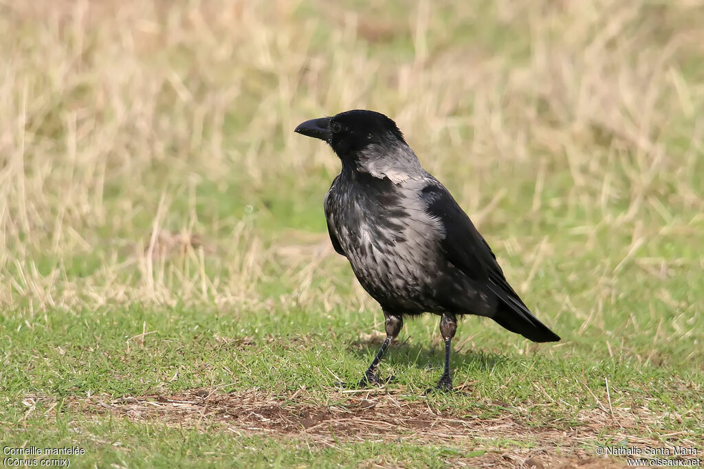 Hooded Crowadult, walking