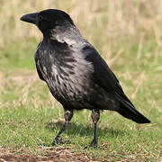 Hooded Crow