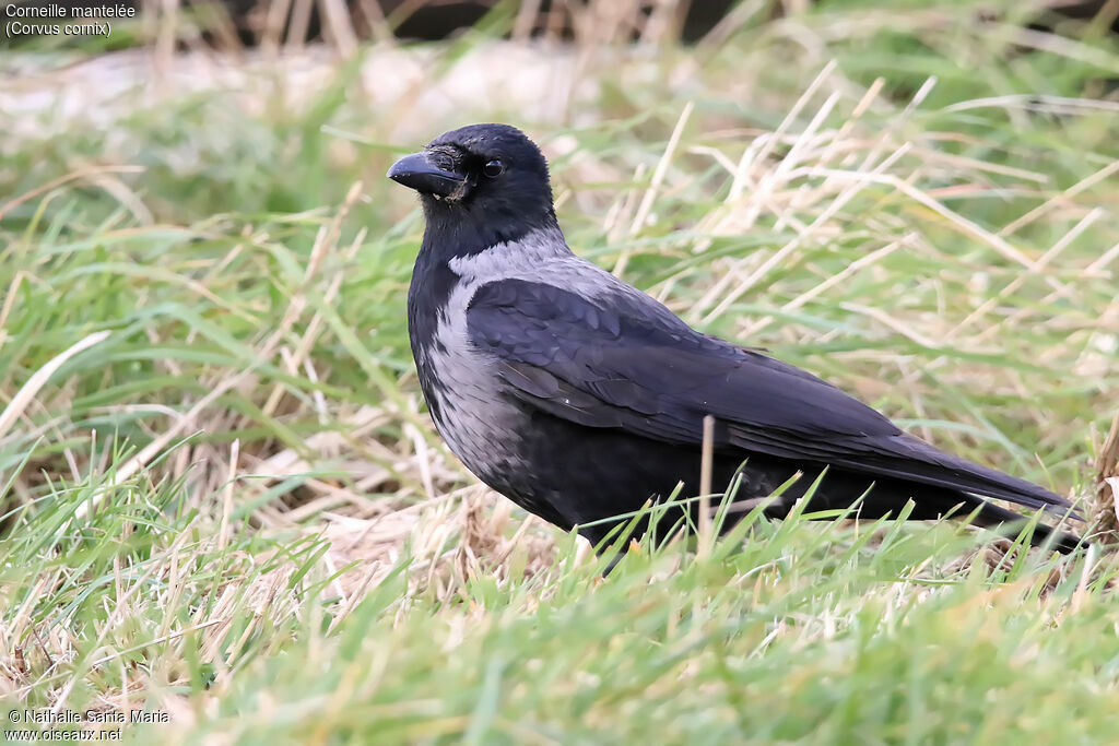 Hooded Crowadult, habitat