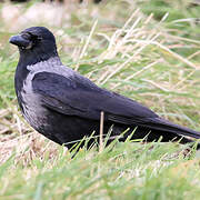 Hooded Crow