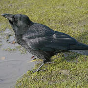 Carrion Crow