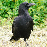 Carrion Crow