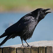 Carrion Crow