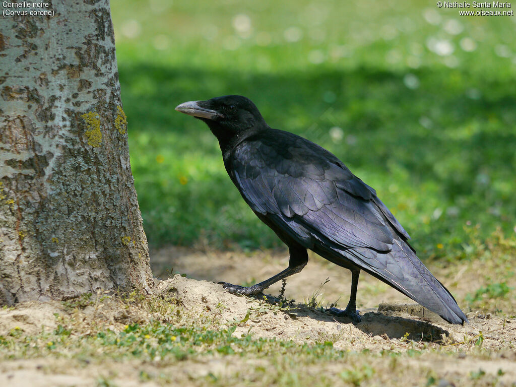 Carrion Crowjuvenile, identification, walking, Behaviour