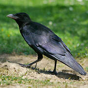 Carrion Crow