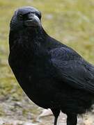 Carrion Crow