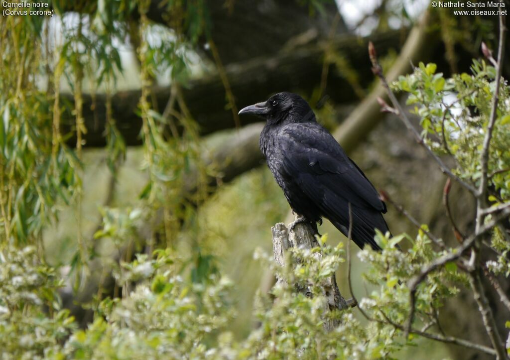 Carrion Crowadult, habitat, Behaviour