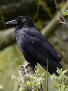 Carrion Crow