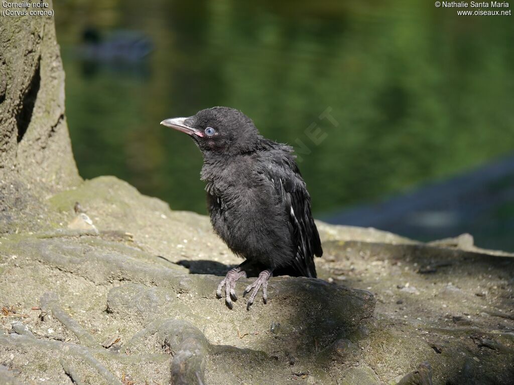 Carrion CrowPoussin, identification, Behaviour