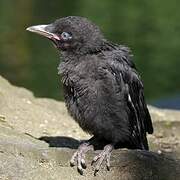 Carrion Crow