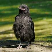 Carrion Crow