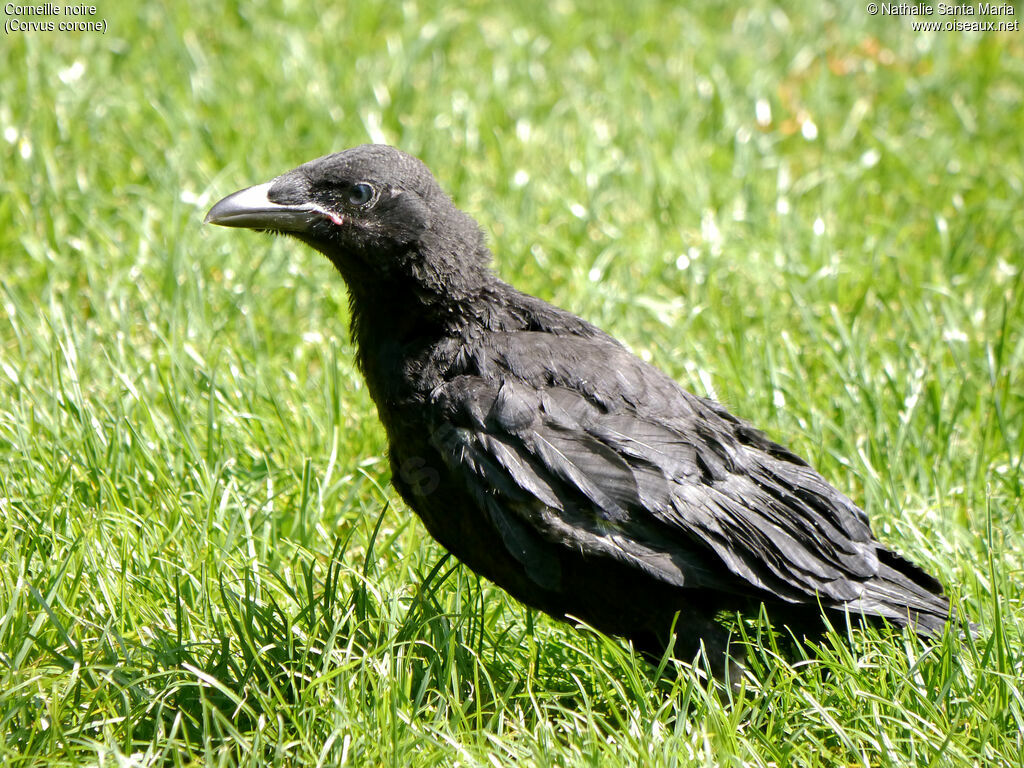 Corneille noirejuvénile, identification, Comportement