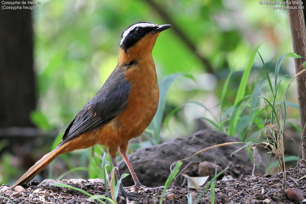 White-browed Robin-Chatadult, identification, habitat