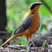 White-browed Robin-Chat