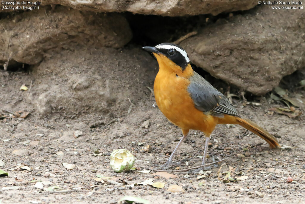 Cossyphe de Heuglinadulte, identification, habitat, régime